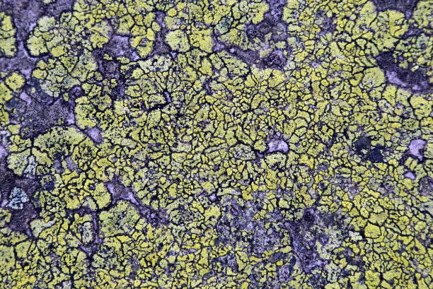 istock the texture of the stone with lichen 696777366