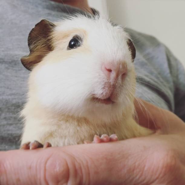 istock Happy baby guinea pig 696777472