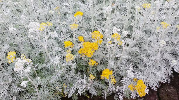 Grayish-white leaves and yellow flowers white cat, flowerbed, gray, white, plant, flower dusty miller photos stock pictures, royalty-free photos & images