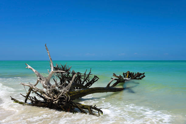 Beautiful Weathered Driftwood Beautiful Weathered Driftwood on the beach of Beer Can Island Longboat Key Florida longboat key stock pictures, royalty-free photos & images