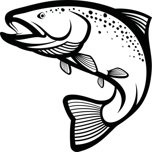 ilustraciones, imágenes clip art, dibujos animados e iconos de stock de pesca de trucha - trucha