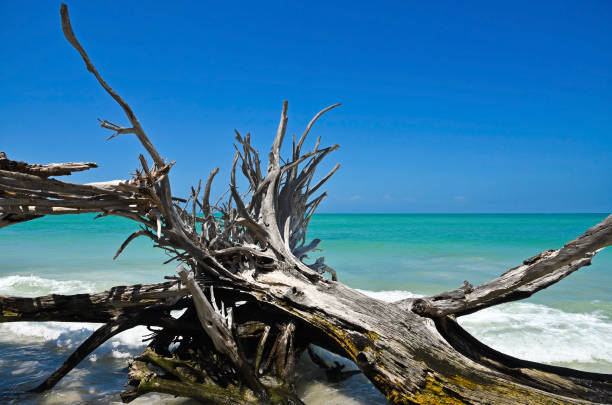 Beautiful Weathered Driftwood Beautiful Weathered Driftwood on the beach of Beer Can Island Longboat Key Florida longboat key stock pictures, royalty-free photos & images