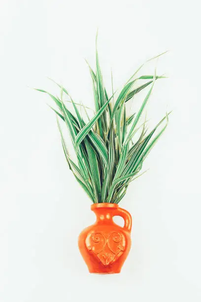 a bouquet of striped decorativel grass phalaris in a ceramic jug on a white background