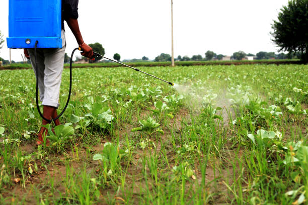 istock Farmer spraying pesticide on cauliflower crop 696792264
