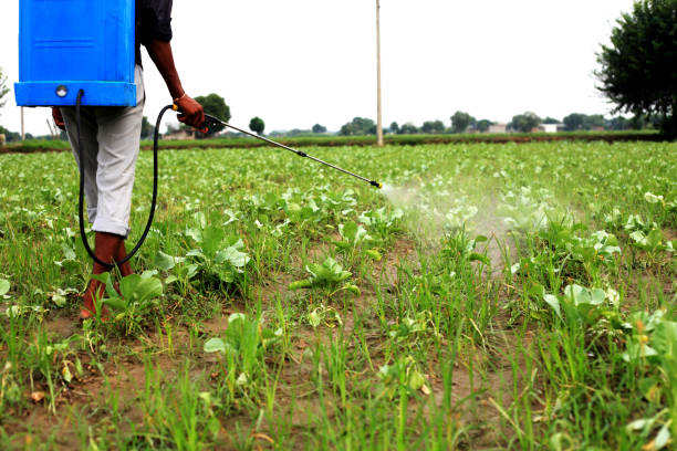 Farmer spraying pesticide on cauliflower crop stock photo