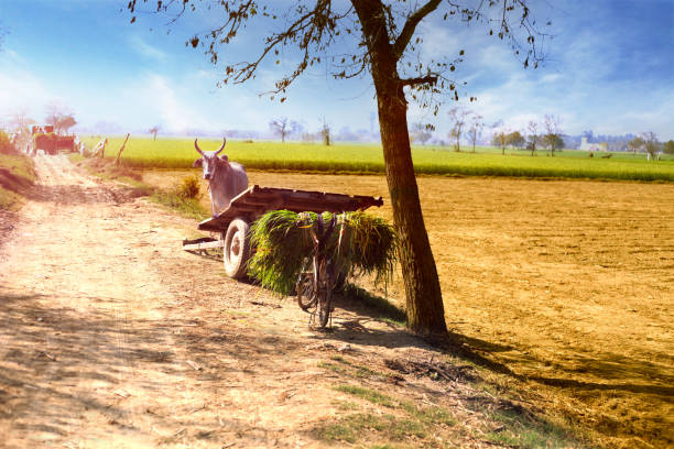 Ox Cart ! Young ox standing near the ox cart in the field. bullock cart india stock pictures, royalty-free photos & images