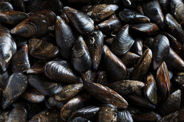 istock Fresh Mussels ready to cook 696792708