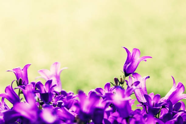 Fresh flowers close-up on grass natural background. Place for text. Tussock bellflower also known as Carpathian harebell