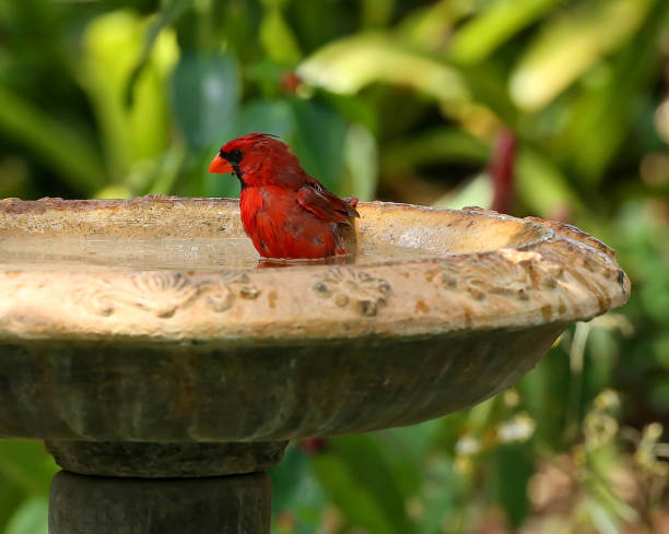 istock Northern Cardinal gets wet and takes a bath 696799390