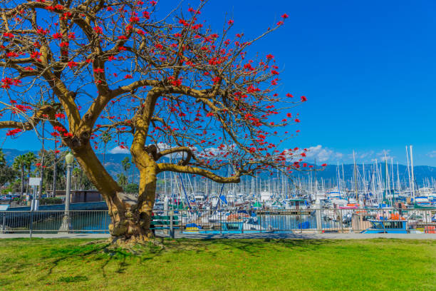 Spring at Santa Barbara Marina with recreational boats, CA