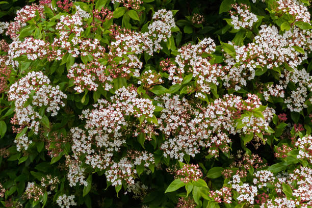 flores brancas com botões-de-rosa de viburnum tinus florescimento intasmania, austrália - viburnum - fotografias e filmes do acervo