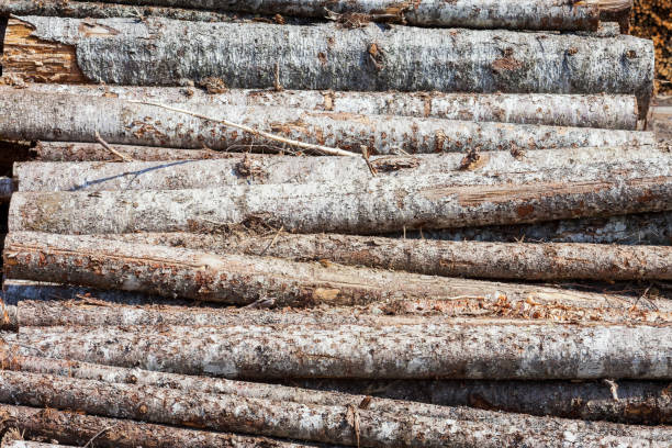 Large pile of softwood Stock photograph of a large pile of sodtwood logs at a pulp and paper mill lumber industry timber lumberyard industry stock pictures, royalty-free photos & images