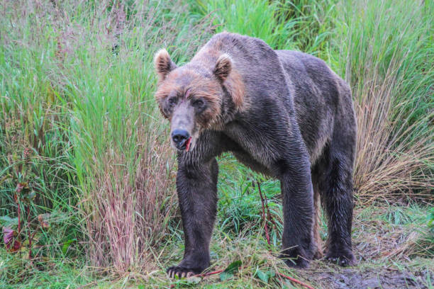istock Kodiak Brown Bear After Fighting 4 696811002