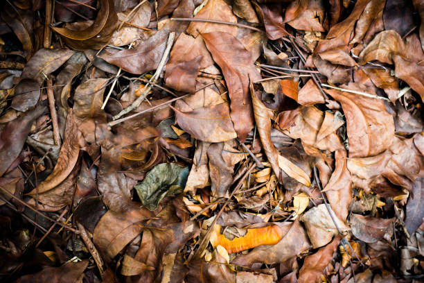 istock the Dead leaves shot ideal for backgrounds and textures 696813646