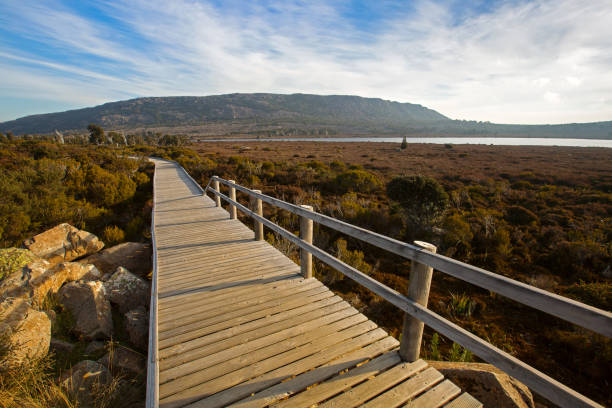 wooden boardwalk at pine lake along tasmanian ancient trees, conifers pencil pine in tasmania, australia - pine tree imagens e fotografias de stock