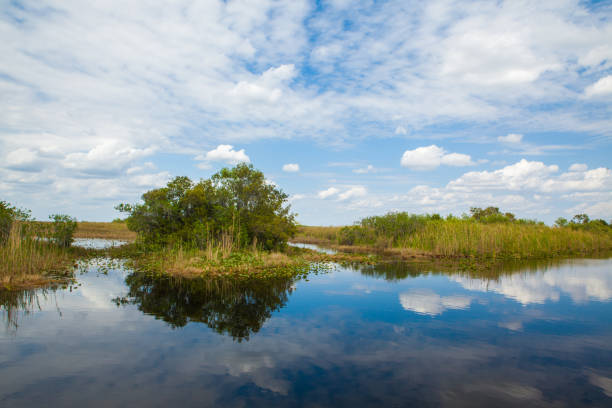istock Florida Everglades USA 696816736