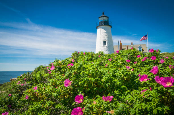 rugosa roses at pemaquid - maine lighthouse pemaquid peninsula pemaquid point lighthouse imagens e fotografias de stock