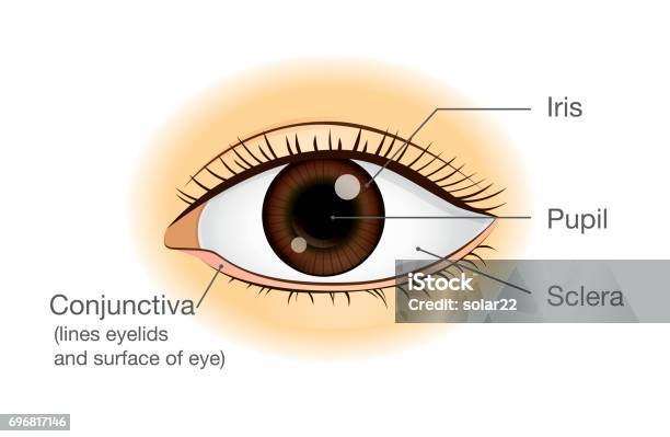 Human Eye Anatomy In Front View Stock Illustration - Download Image Now - Adult, Anatomy, Anticipation