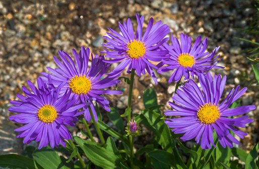 A grouping of five Alpine Asters in a New England garden.