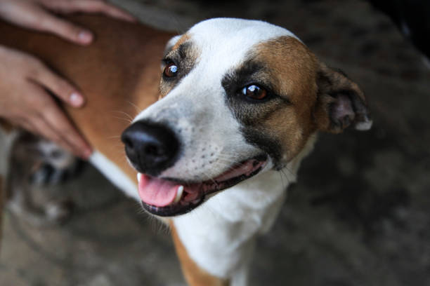 istock Male Pet Dog 696817254