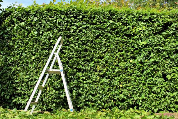 istock An Image of trimming a hedge 696819692