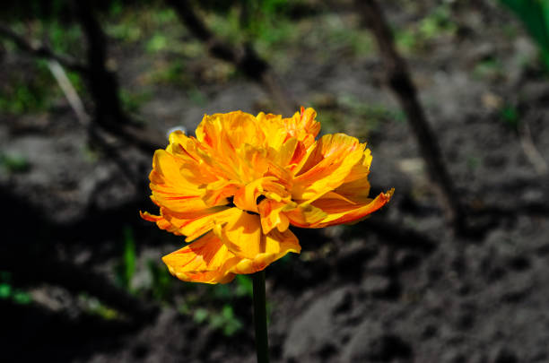 Daylily growing by the waterside in West Wales, UK.