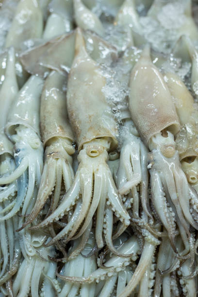 istock Fresh squid on Ice in the market 696823552