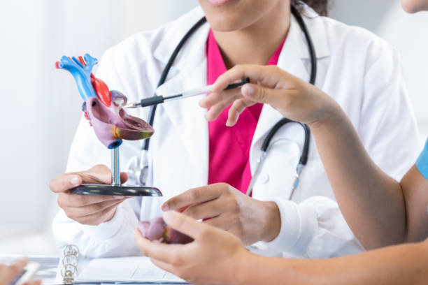 Medical student points to something on a human heart model