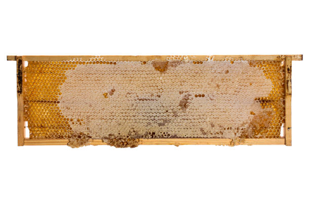 istock Wooden frame with bee honeycombs on white background 696824828