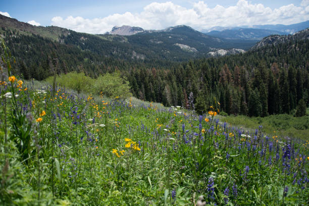 istock Wildflowers on the Pacific Crest Trail 696827172