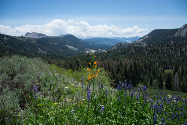 istock Wildflowers on the Pacific Crest Trail in the Sierras 696827186