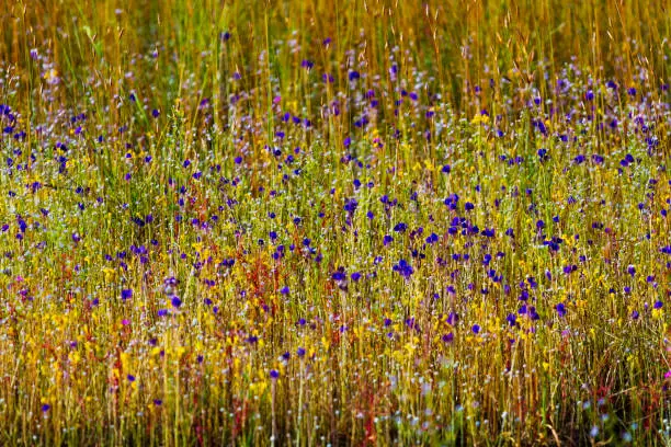 Utricularia delphinoides Thor.ex Pell. flowermix green grass at Mukdahan Nation Park, Thailand.