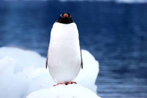 Antártida Pingüinos - foto de stock