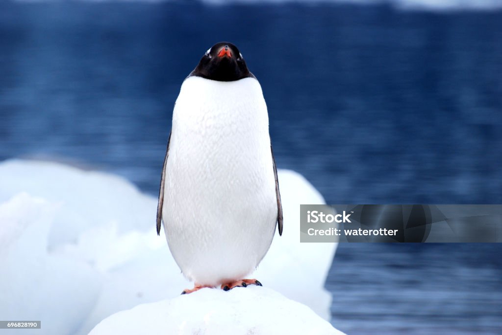 Antarctic Penguins Antarctci penguins surrounded by icebergs. Penguin Stock Photo