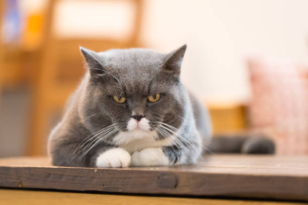 istock The gray British cat, lay on the table 696830820
