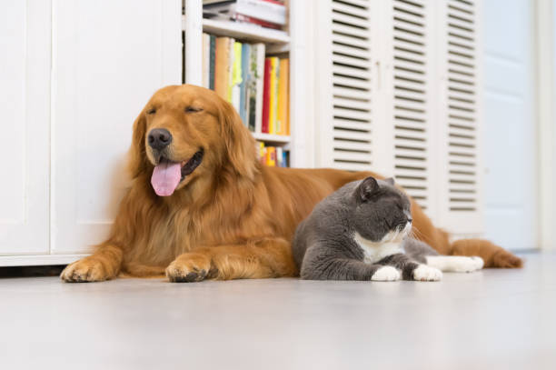 istock British cats and Golden Retriever 696830846