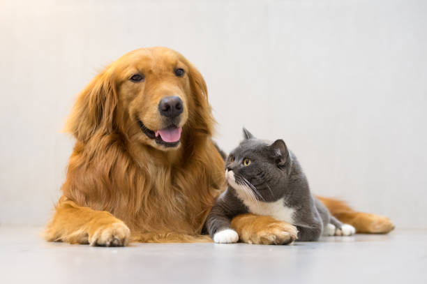 istock British shorthair cats and Golden Retriever 696830886