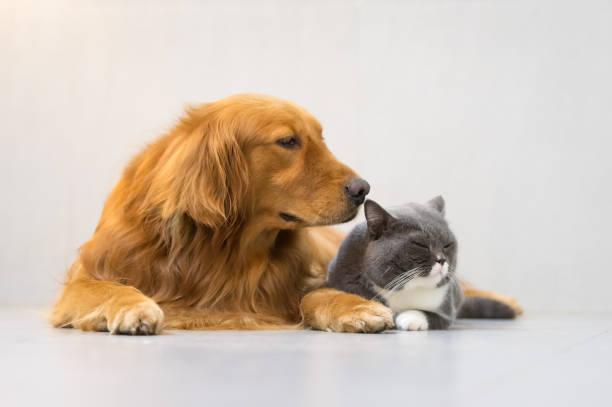 istock British shorthair cats and Golden Retriever 696830888