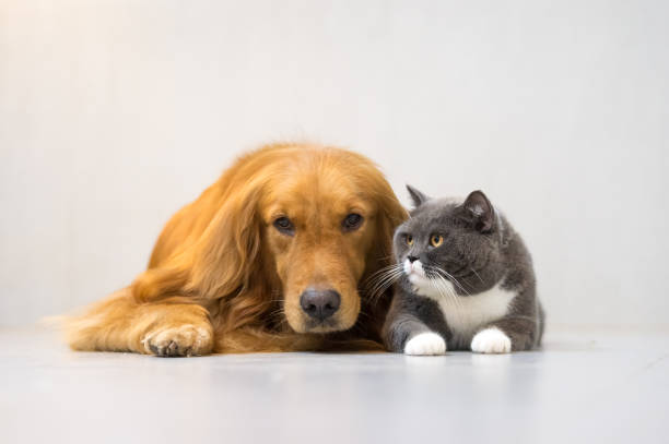 istock British shorthair cats and Golden Retriever 696830894