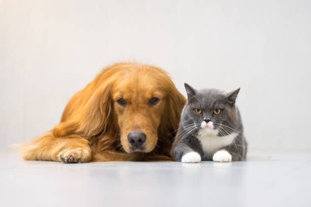 istock British shorthair cats and Golden Retriever 696830908