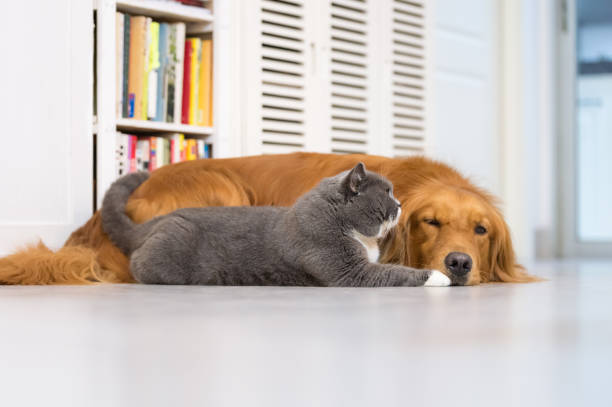 istock British cats and Golden Retriever 696830944