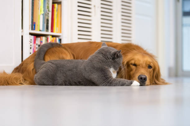 istock British cats and Golden Retriever 696830946