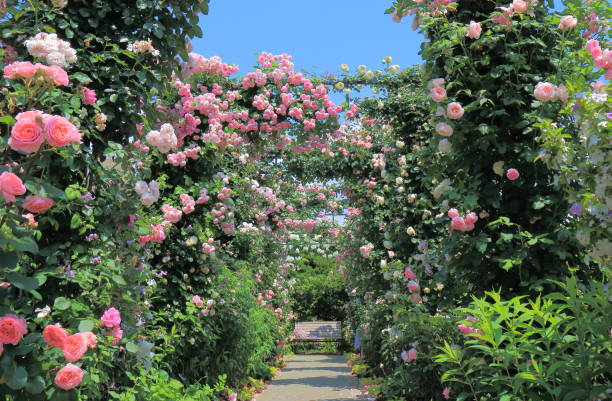 istock Rose garden flower arcade 696831050