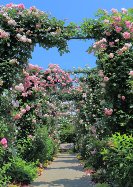 istock Rose garden flower arcade 696831080