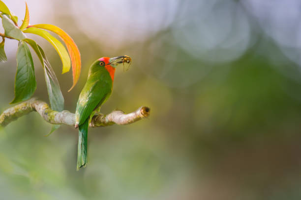 Red Bearded Bee Eater bringing bug for feeding the chics Beautiful bird perching, Red bearded bee eater (Nyctyornis amictus), bird with insect prey in its mouth for feeding the chics red bearded bee eater nyctyornis amictus stock pictures, royalty-free photos & images