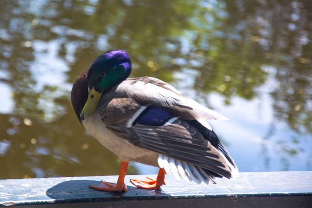 istock A Duck Besides a Lake in Amsterdam 696841090