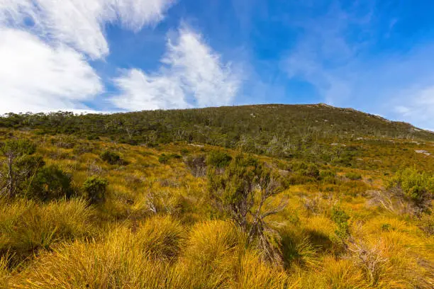 Photo of Different Vegetation covering the slopes of Mount Campbell, Cradle Mountain, Tasmania, Australia