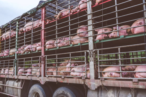 Groups of pigs in a cage