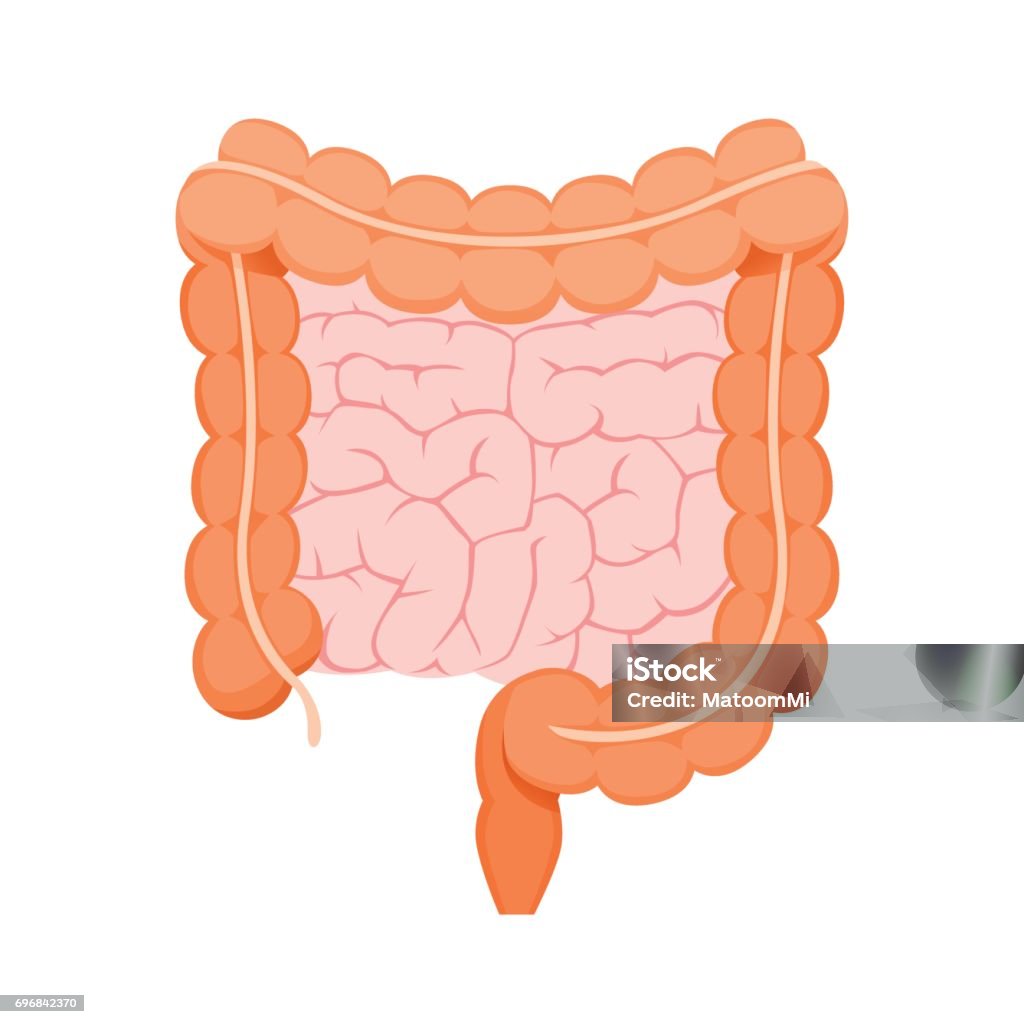 Illustration Of Large And Small Human Intestine Appendix, Internal Organs, Body, Physical, Sickness, Anatomy, Health Intestine stock vector