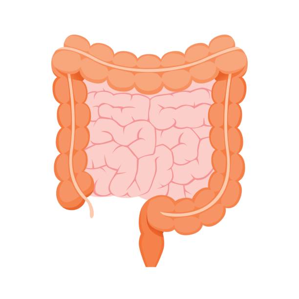 Illustration Of Large And Small Human Intestine Appendix, Internal Organs, Body, Physical, Sickness, Anatomy, Health intestine illustrations stock illustrations